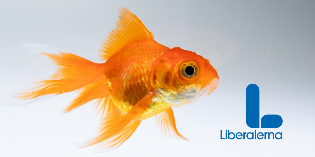 En guldfisk eller en liberal väljare?